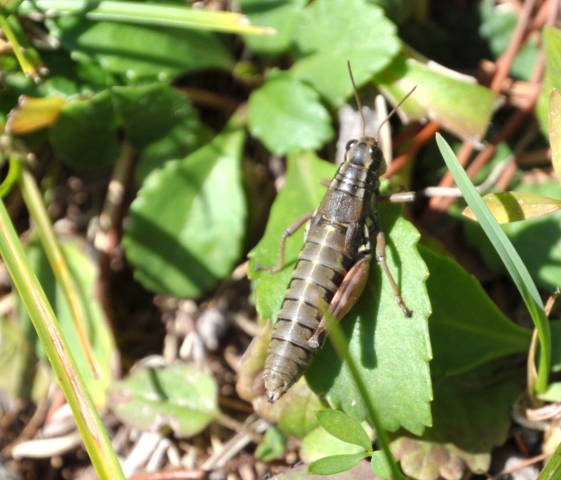 Acrididae: Podisma cfr. pedestris, femmina